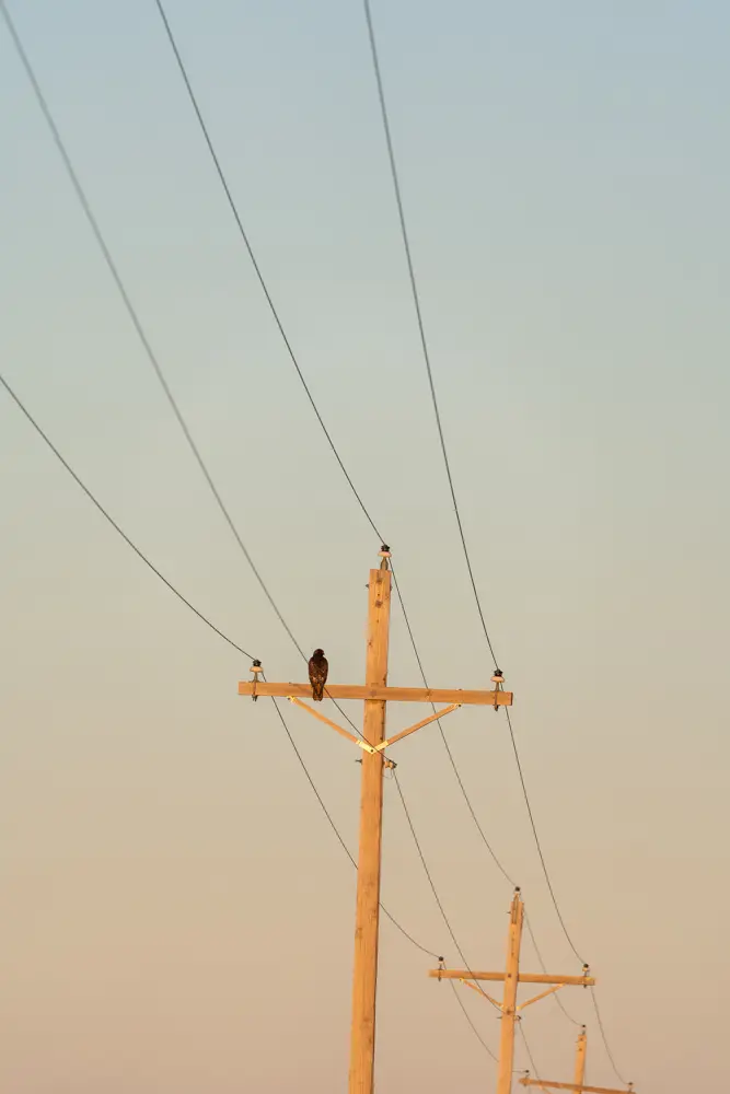 hawk on telephone pole